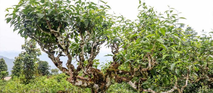 Thưởng tách Chè Shan Tuyết Hà Giang trong một ngày se lạnh 3