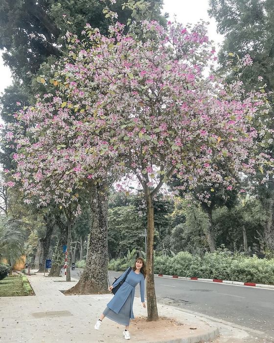 Đánh giá về Hà Nội, tháng ba là thời kỳ hoa ban rực rỡ nở 6