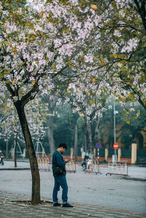 Đánh giá về Hà Nội, tháng ba là thời điểm hoa ban rộ nở 4