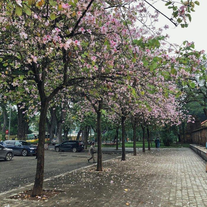 Đánh giá về Hà Nội, tháng ba, nơi mà hoa ban đang bung nở