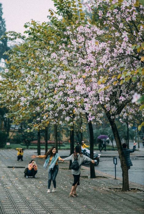 Đánh giá về Hà Nội, tháng ba là thời điểm hoa ban bung nở 3