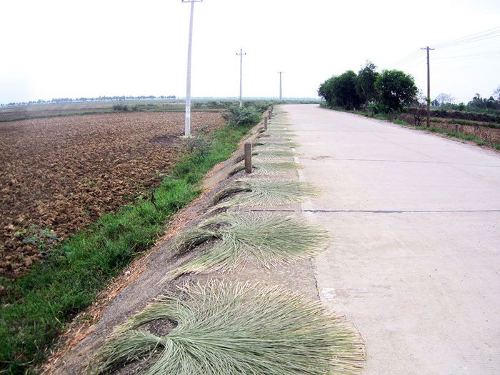 Thăm làng nghề dệt chiếu cói An Xá - Lệ Thuỷ Quảng Bình 5