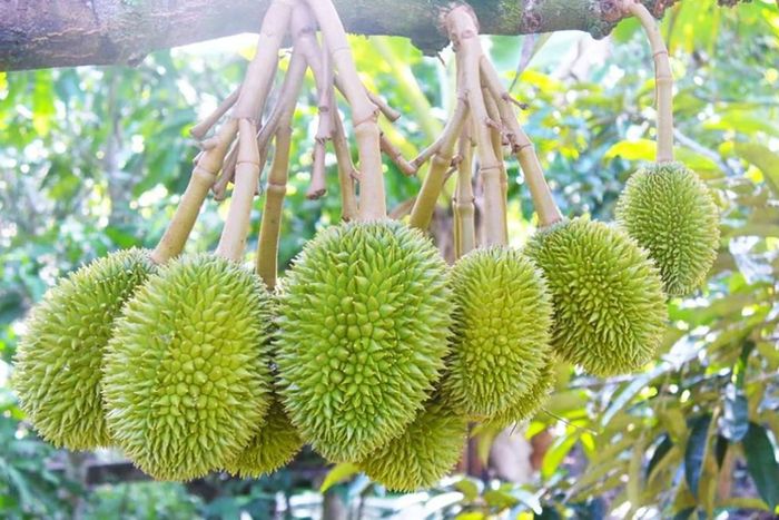 Danh sách những vườn trái cây Tiền Giang hàng đầu để tham quan 4