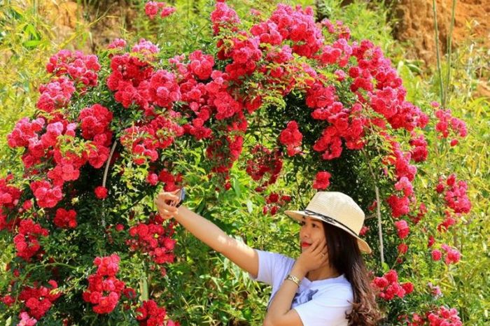 Bước chân vào thung lũng hoa hồng Sapa, như bước vào một câu chuyện cổ tích đẹp đẽ