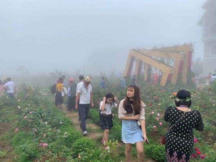 Lang thang giữa thung lũng hoa hồng Sapa, như bước vào thế giới cổ tích