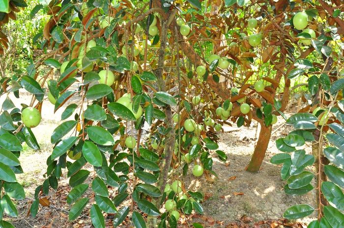 Danh sách những vườn trái cây Tiền Giang hàng đầu để tham quan 3