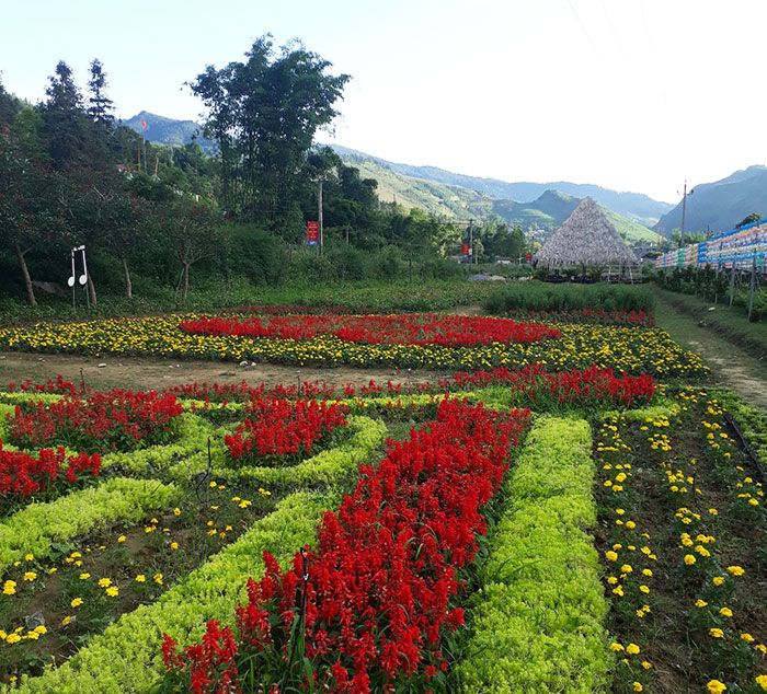 Lang thang trong thung lũng hoa hồng Sapa, bạn sẽ được chìm đắm trong vẻ đẹp mơ mộng