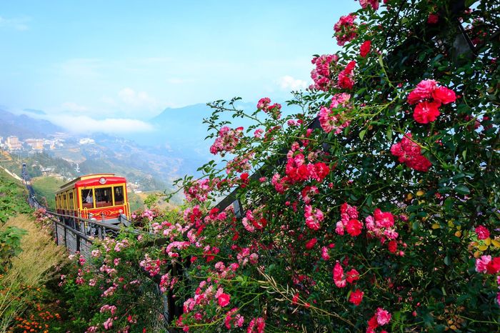 Đi qua thung lũng hoa hồng Sapa, hình như đang bước vào một thế giới cổ tích