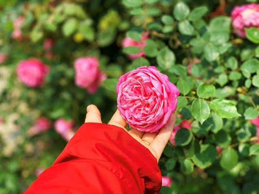 Bước vào thung lũng hoa hồng Sapa, như đang tham gia vào một chuyến phiêu lưu cổ tích