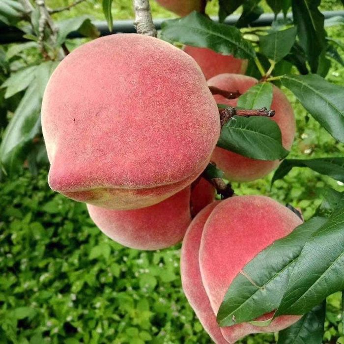 Tiếp tục cuộc chinh phục Lệ Giang cổ trấn, hành trình du ngoạn ngược dòng thời gian lần thứ 32