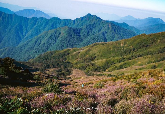Dưới bóng Rừng hoa Chi Pâu trên Tà Chì Nhù, mơ mộng và làm say lòng người.