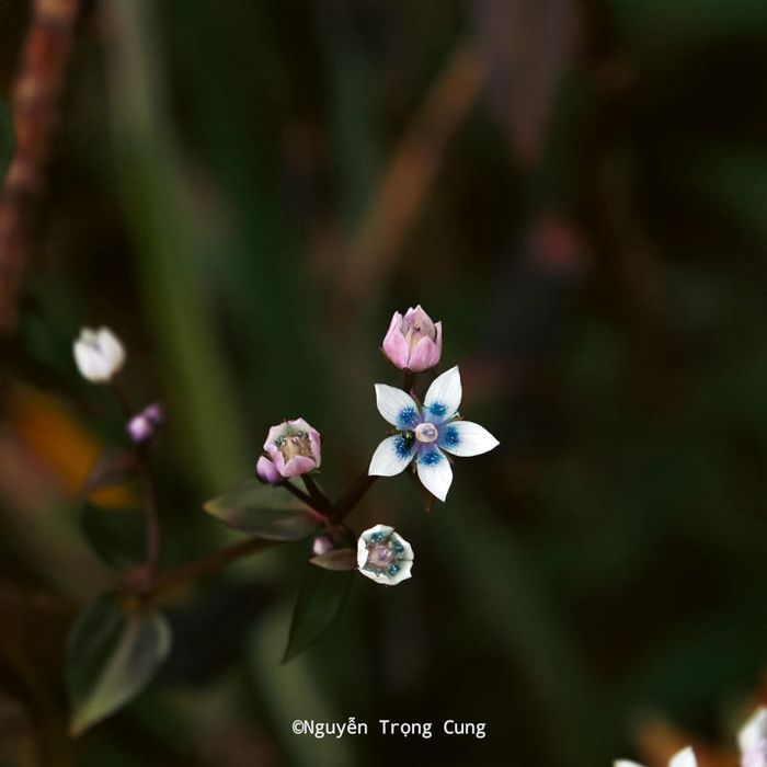 Dưới bóng Rừng hoa Chi Pâu trên Tà Chì Nhù, mơ mộng và say đắm trong lòng mỗi người.