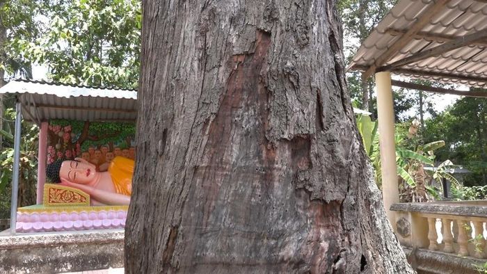 Chùa Ba Phố Vĩnh Long và câu chuyện đặc biệt về cây sao