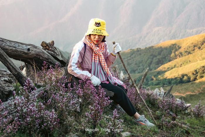 Dưới bóng Rừng hoa Chi Pâu trên Tà Chì Nhù, mơ mộng và làm say lòng người.