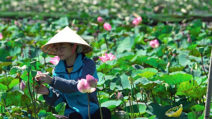 Khám phá ẩm thực từ sen tươi Ninh Bình mang hương vị quê hương