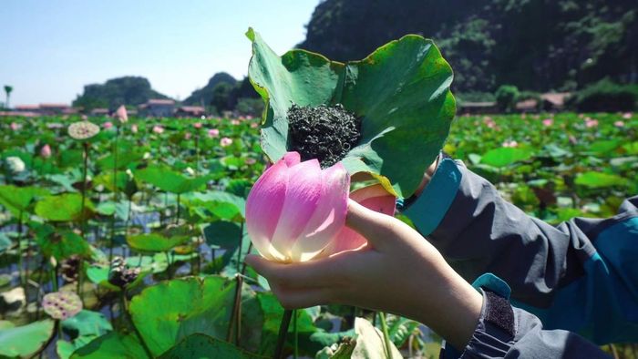 Khám phá ẩm thực độc đáo từ sen tươi Ninh Bình với hương vị quê hương 6