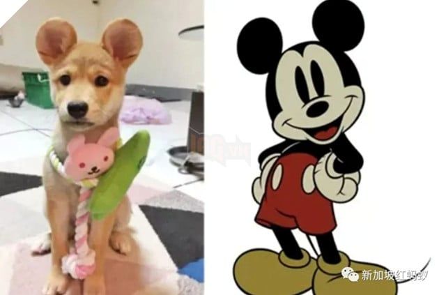 Trào lưu phẫu thuật tai Mickey cho thú cưng ở Trung Quốc đang gây ra sự tranh cãi.