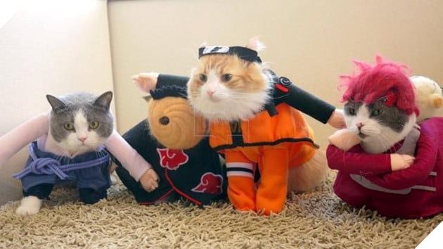 mèo cosplay naruto