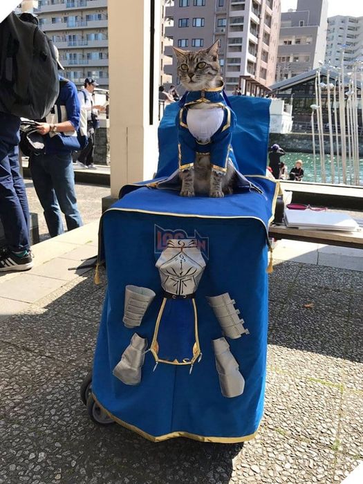 mèo cosplay