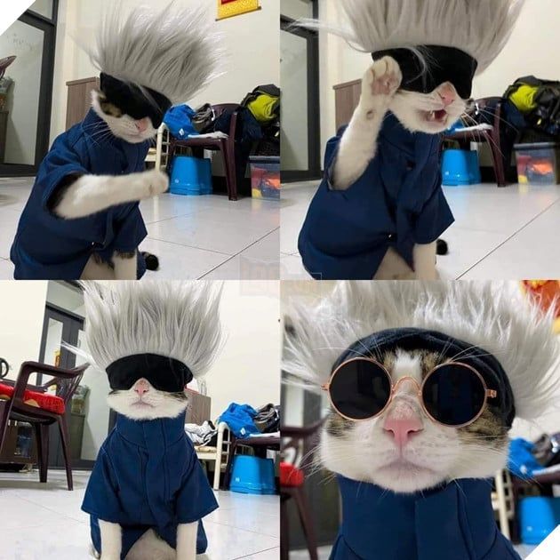 mèo cosplay