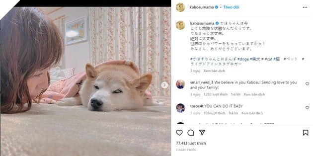 Doge - Biểu tượng meme nổi tiếng thế giới đang gặp khó khăn