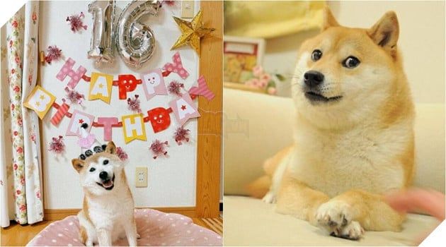 Doge - Biểu tượng meme nổi tiếng thế giới đang gặp khó khăn