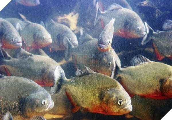 Những điều về cá Piranha bạn có thể chưa biết