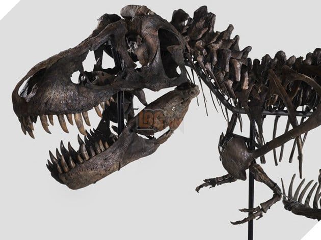 Sắp tới sẽ diễn ra một phiên đấu giá cho bộ xương của T-Rex đã tồn tại hơn 67 triệu năm