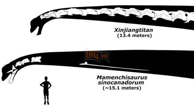 Phát hiện mới tiết lộ bí mật loài khủng long cổ dài, kích thước cổ hơn cả xe buýt