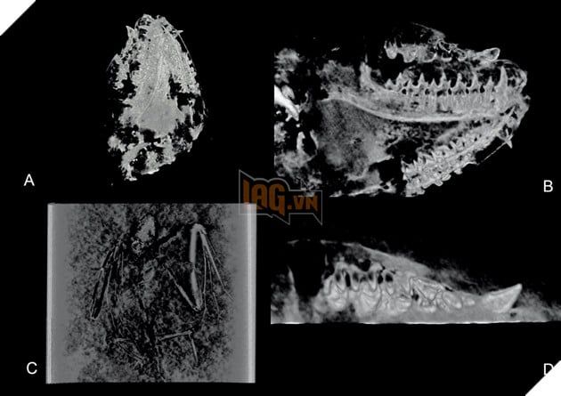 Phát hiện hoá thạch của một con dơi có tuổi 52 triệu năm và là loài dơi cổ nhất từng được phát hiện 