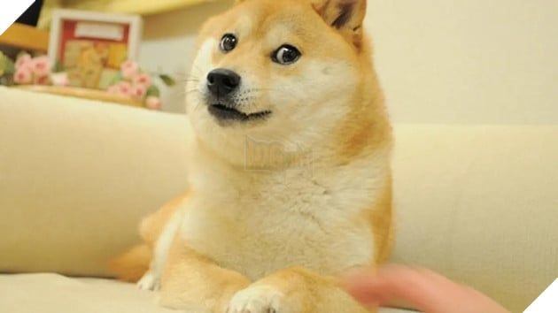 Cuộc đời đầy biến cố của chú chó trở thành biểu tượng chế meme hàng đầu trên toàn thế giới