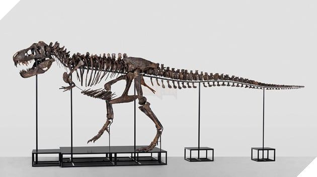 Bộ xương của T-Rex đã tồn tại hơn 67 triệu năm sắp được đưa ra đấu giá vào tháng sau