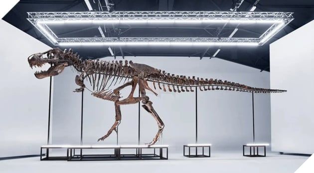 Bộ xương của T-Rex đã tồn tại hơn 67 triệu năm sẽ được đưa ra đấu giá vào tháng sau