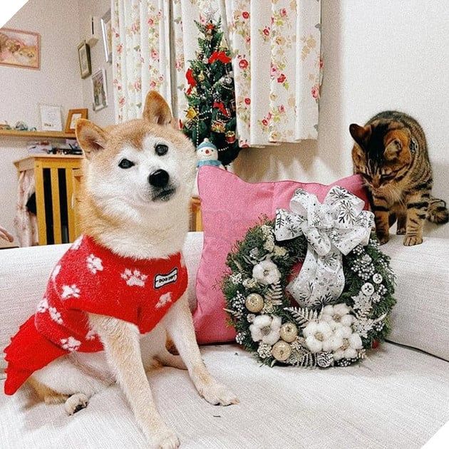 Cuộc đời đầy biến cố của Kabuso, chú chó trở thành biểu tượng meme hàng đầu trên toàn thế giới