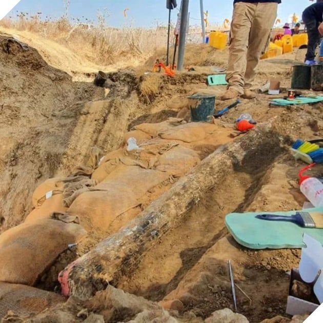 Một chiếc ngà của loài voi khổng lồ 500.000 năm tuổi được phát hiện tại miền nam Israel