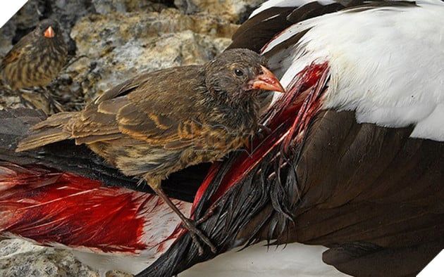 Bí mật về loài chim sẻ ma cà rồng 'thèm máu' trên đảo Galapagos