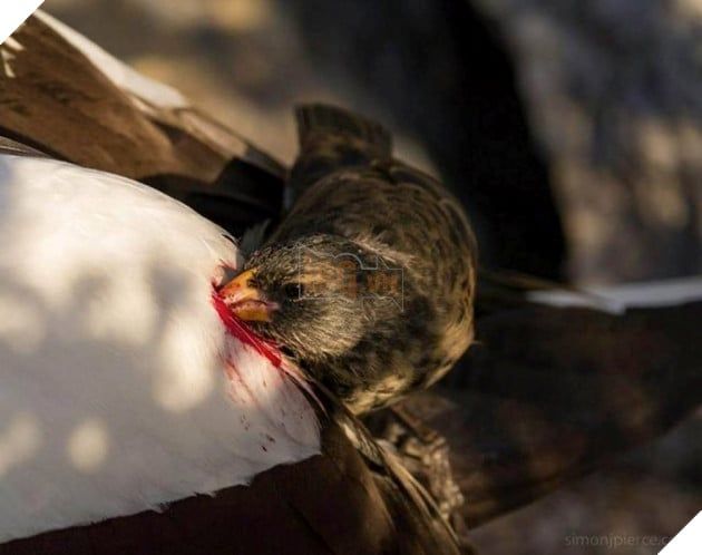 Bí mật về chim sẻ ma cà rồng 'thèm máu' trên đảo Galapagos