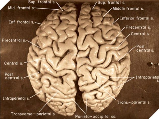 Bộ não của Einstein hiện nay đang ở đâu? 