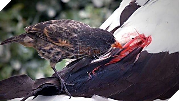 Bí mật về loài chim sẻ ma cà rồng 'thèm máu' trên đảo Galapagos