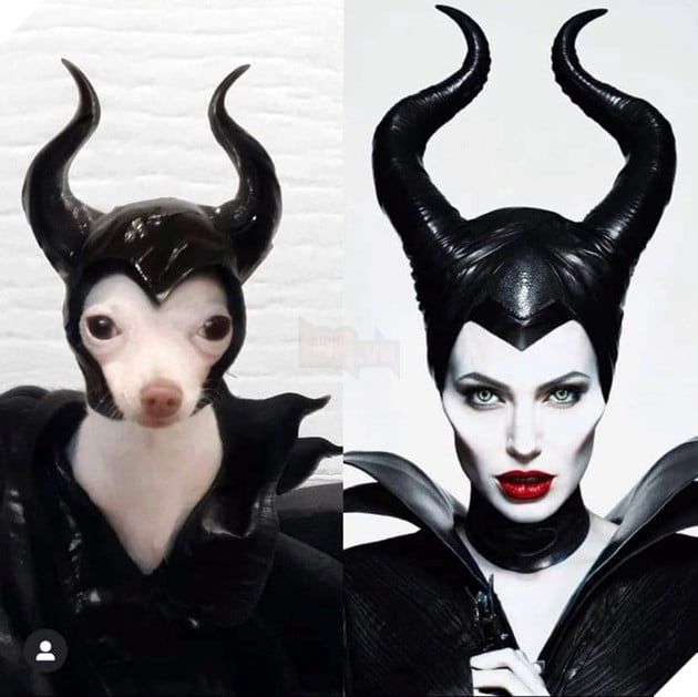 Thư giãn với bộ ảnh cosplay hài hước của cô bạn có bốn chân Phần 1 3