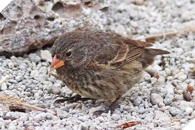 Bí mật về loài chim sẻ ma cà rồng 'thèm máu' trên đảo Galapagos