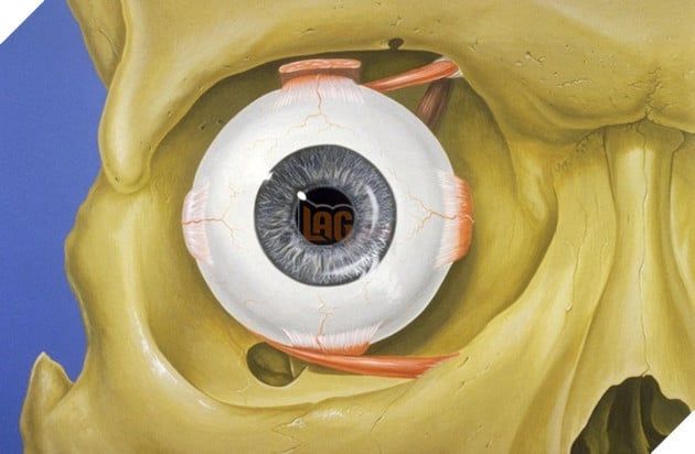 sự thú vị về cơ thể con người