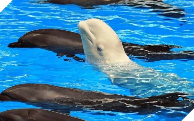 Bạn biết loài vật Có đầu ở dưới nước, đuôi ở trên rừng là gì không?