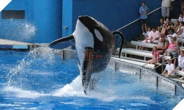 Bạn biết loài vật Có đầu ở dưới nước, đuôi ở trên rừng là gì không?