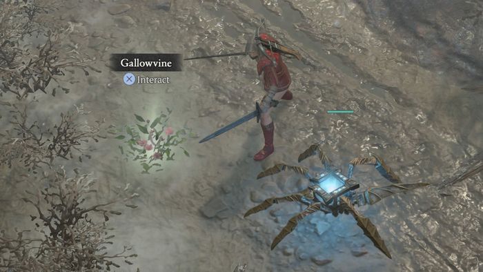 Gallowvine trong Diablo 4