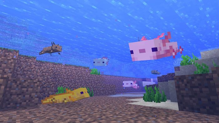 Axolotl Minecraft 1.17