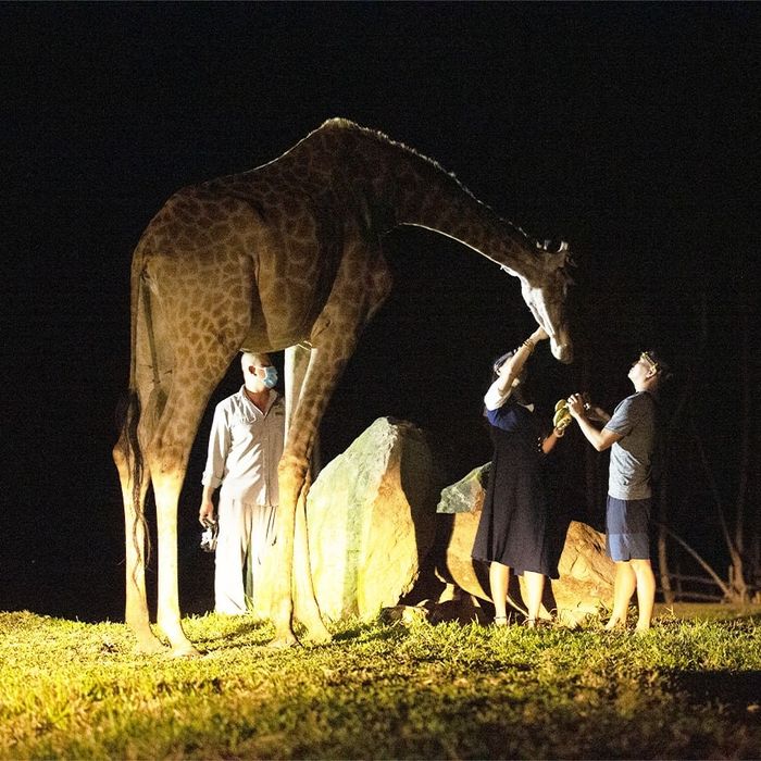 Safari Đêm