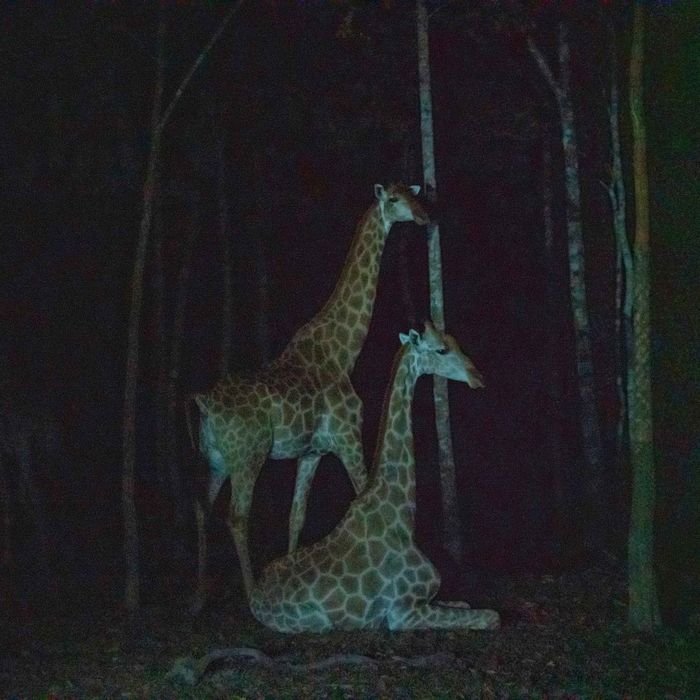Safari Đêm