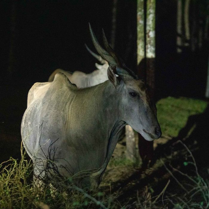 Safari Đêm