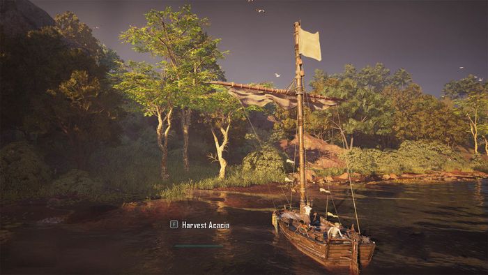 Vị trí gỗ Acacia Skull and Bones
